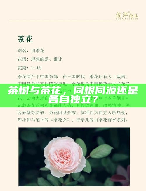 茶树与茶花，同根同源还是各自独立？
