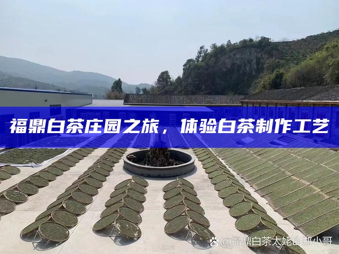 福鼎白茶庄园之旅，体验白茶制作工艺